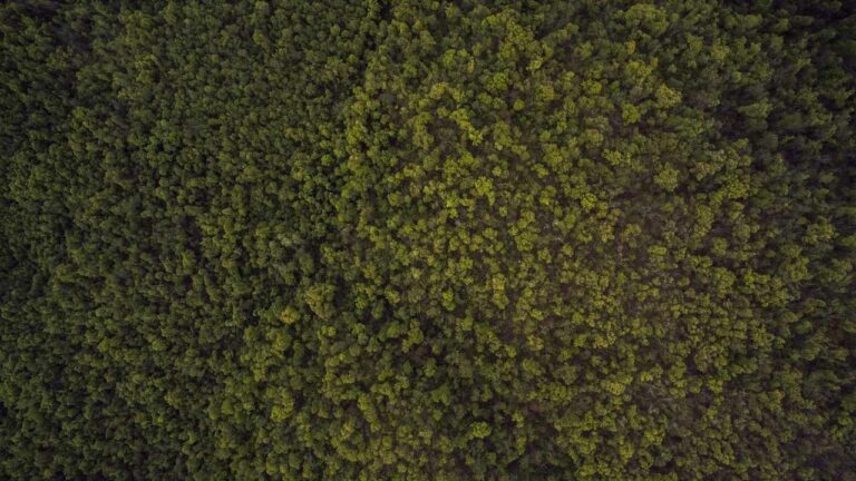 How Can You Get Laser 247 New Id Number Free In India 2025