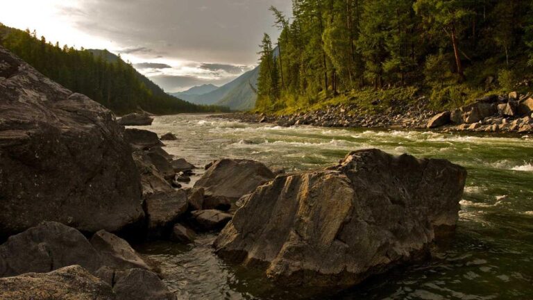 How Do I Find The 99 Exchange Betting App Download Link?